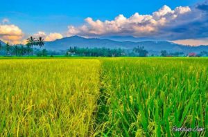 Resolusi Yang Tak Diimpikan